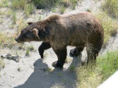 Braunbär Alaska Wildlife Conservation Center