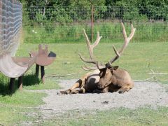 Elch Alaska Wildlife Conservation Center