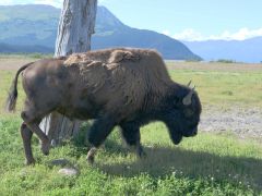 Bison Alaska Wildlife Conservation Center