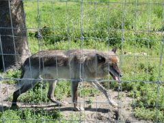 Wolf Alaska Wildlife Conservation Center