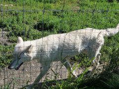 Wolf Alaska Wildlife Conservation Center