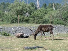 Rentier Alaska Wildlife Conservation Center