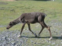 junges Rentier Alaska Wildlife Conservation Center