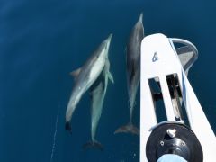 Delfine begleiten uns