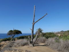 San Diego Sunset Cliffs