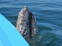 Guerrero Negro Grauwal