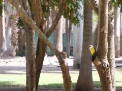 Los Mochis botanischer Garten