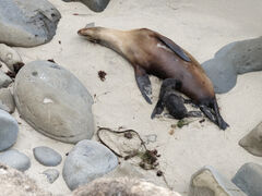 Küste La Jolla Seehundmutter mit Jungem