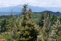 Hope Saddle Lookout