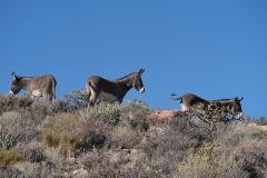 Red Rock Park Burros