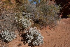 Valley of Fire