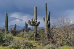 BLM Land Saguaro Kakteen