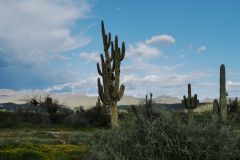 BLM Land Saguaro Kakteen