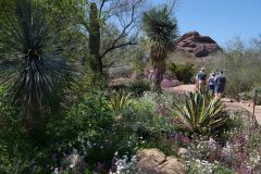 Desert Botanical Garden Phoenix