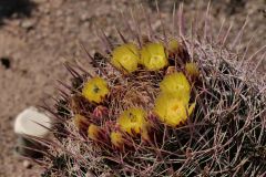 Desert Botanical Garden Phoenix