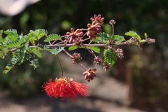 Desert Botanical Garden Phoenix