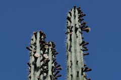 Desert Botanical Garden Phoenix