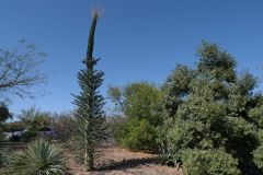 Desert Botanical Garden Phoenix