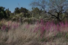 Desert Botanical Garden Phoenix