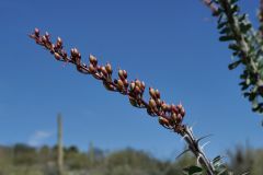 Sonora Dessert Museum