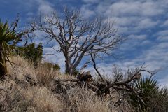 Chiricahua National Monument