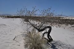 White Sand National Monument