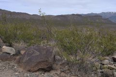 Three Rivers Petroglyph Site