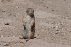 Living Desert Zoo