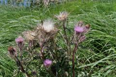 Distel