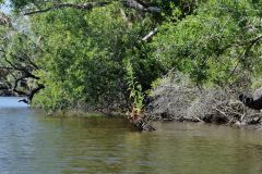 Myakka River