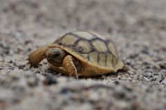 Landschildkrötenbaby