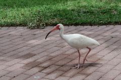 Schneesichler (Ibis)