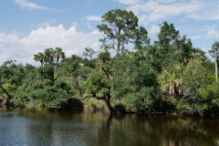 Myakka River