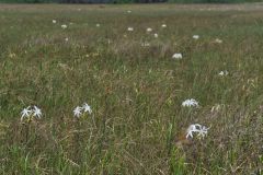 Big Cypress National Preserve