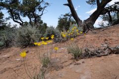 Navajo National Monument