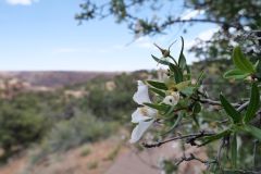 Navajo National Monument