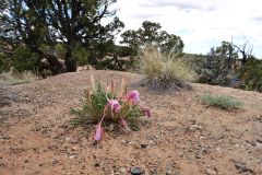 Navajo National Monument