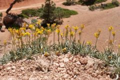 Bryce Canyon