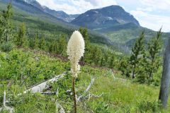 Glacier National Park