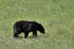 Kootenay NP Schwarzbär