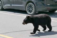 Kootenay NP Schwarzbär