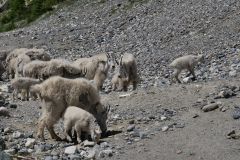 Kootenay NP Ziegen