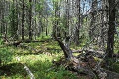 Kootenay NP Vermillion Pass