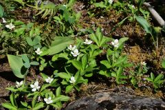 Yoho NP