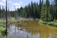 Beaver Boardwalk