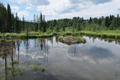 Beaver Boardwalk