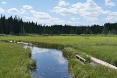 Beaver Boardwalk