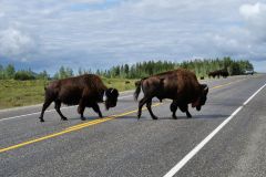 Alaska Hwy Bison