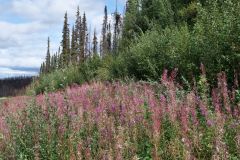 Klondike Hwy