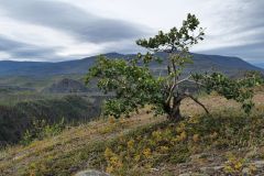 Telegraph Creek Road